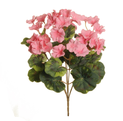 Geranium Bush pink